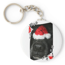 Dog Christmas hat on nose, black lab mix canine