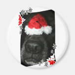 Dog Christmas hat on nose, black lab mix canine Refrigerator Magnet