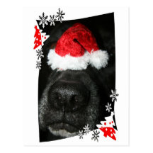 Dog Christmas hat on nose, black lab mix canine Post Card