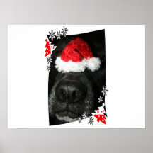 Dog Christmas hat on nose, black lab mix canine Posters