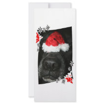 Dog Christmas hat on nose, black lab mix canine
