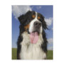 Dog, close-up postcards