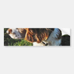 Dog Cocker Spaniel Sitting Bumper Sticker