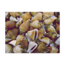 Dog Conch Postcards