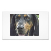 Dog Days of Summer Art Photo