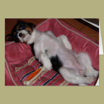 Dog Days of Summer cards