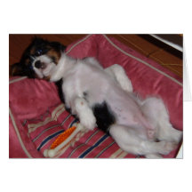 Dog Days of Summer Card