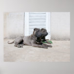 Dog  Days of Summer.... Poster