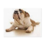 (dog) Dear lord thank you for letting me be a dog Postcard