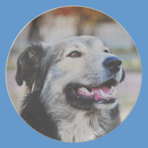 Dog plates
