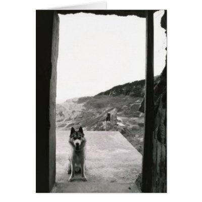 Dog Door Greeting Card by loraxg4