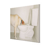 Dog drinking out of toilet gallery wrap canvas