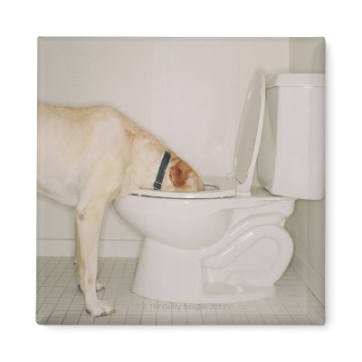 Dog drinking out of toilet magnets by prophoto