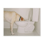 Dog drinking out of toilet post cards