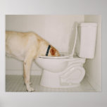 Dog drinking out of toilet print