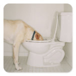 Dog drinking out of toilet square stickers