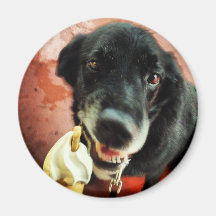 Dog Eating Ice Cream Fridge Magnet