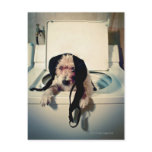 Dog helping out with the wash postcards