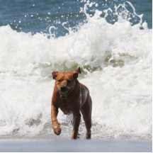 Dog - Here I Come... Photo Cutout