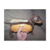 Dog in a Bun Post Card