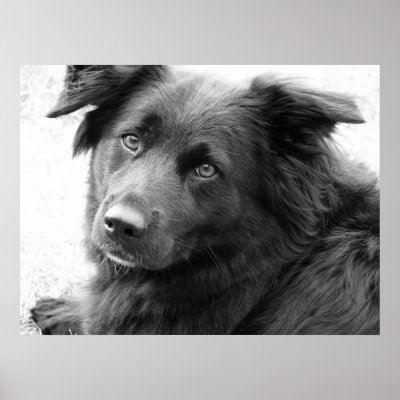 Dog in black and white poster by iiiyaaa