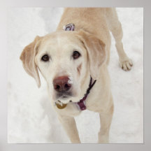 Dog in Snow Print