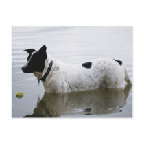 Dog in Water with Tennis Ball Post Card