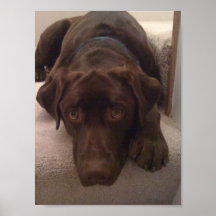 DOG LOVE POSTER