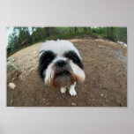 Dog named Toby Poster