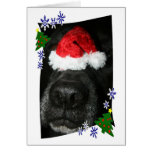 Dog Nose Wearing Santa hat, black lab mix Card