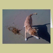 Dog on beach cards
