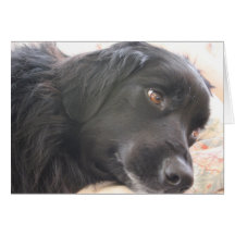 dog on bed close up greeting cards