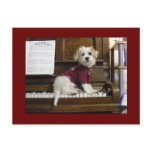 Dog on piano postcards
