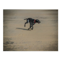 Dog On The Beach Postcard