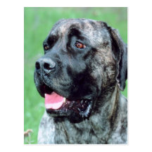 Dog Panting Post Card