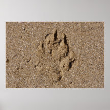 Dog Paw Print in Sand