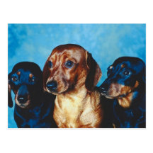 Dog Portrait Post Cards