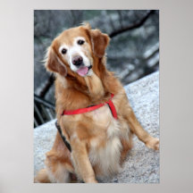 Dog Portrait Print l