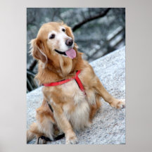 Dog Portrait Print ll