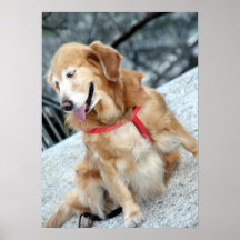 Dog Portrait Print lll