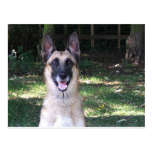 Dog Post Cards