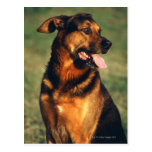 dog post cards