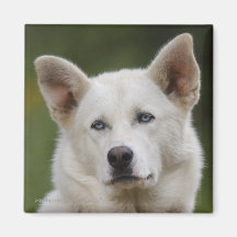 Dog Refrigerator Magnet