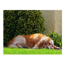 Dog Relaxing Postcard