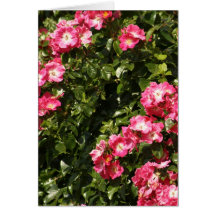 Dog Rose Greeting Card