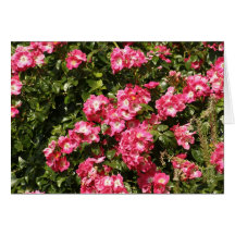 Dog Rose Greeting Card