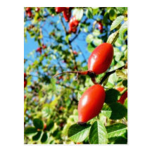 Dog Rose Hips Postcards