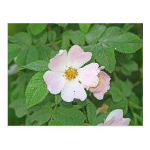 Dog rose post cards