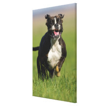 Dog Running 2 Gallery Wrap Canvas
