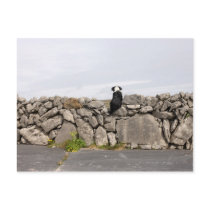 Dog sitting on a traditional Irish stone wall on Postcard